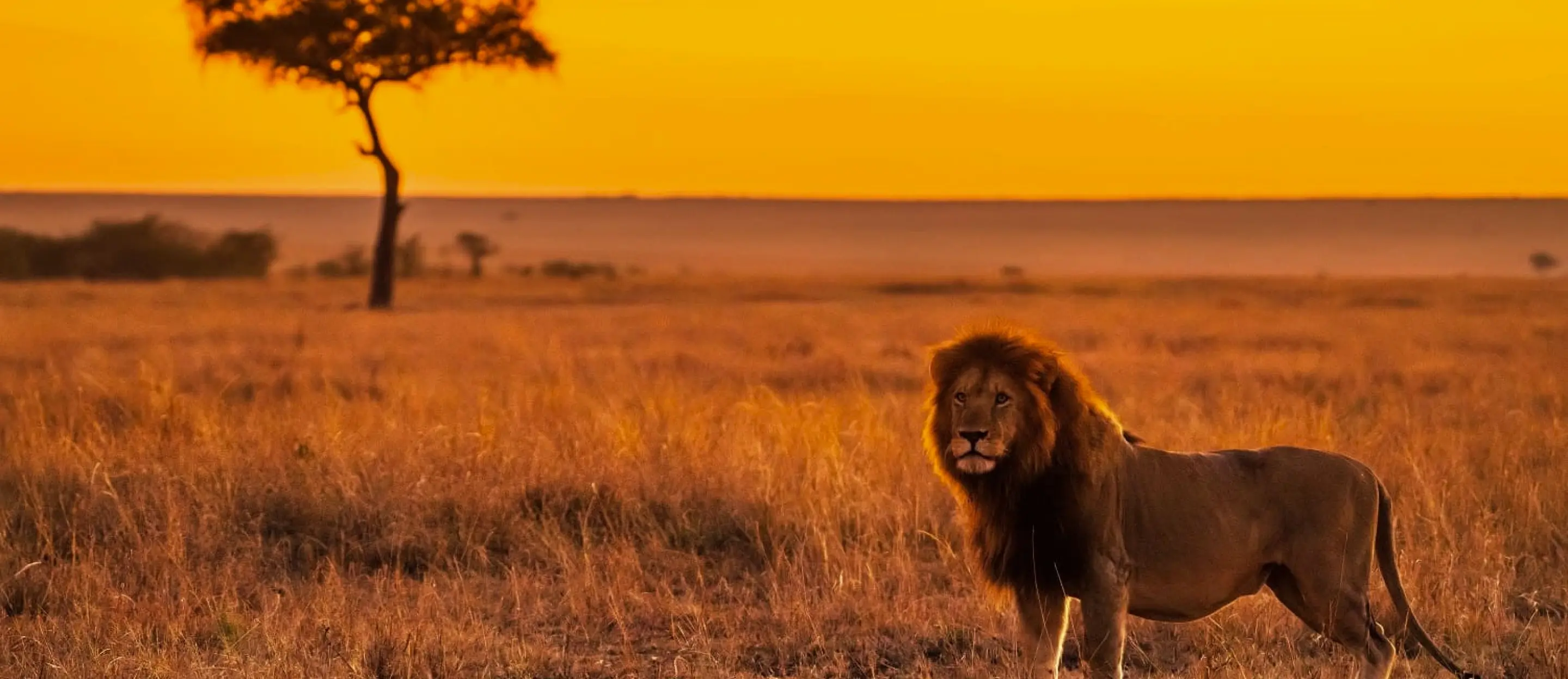 Golden-hour light over the Maasai Mara plains