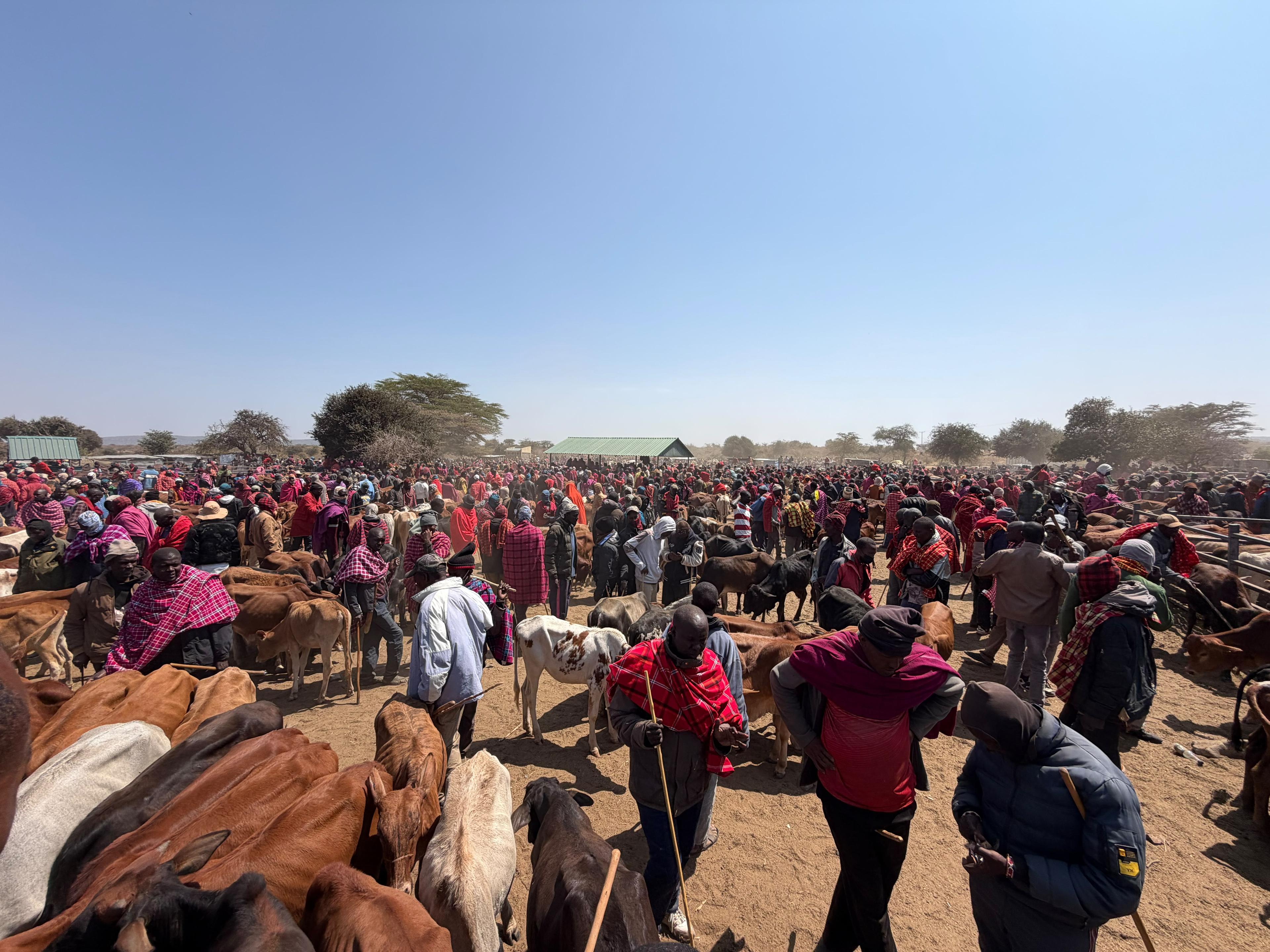 Hundreds of cattle and red-cloaked Maasai crowds at the weekly livestock market