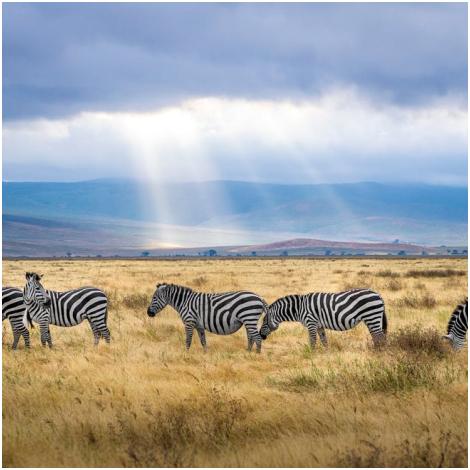 Zebras in Masai Mara