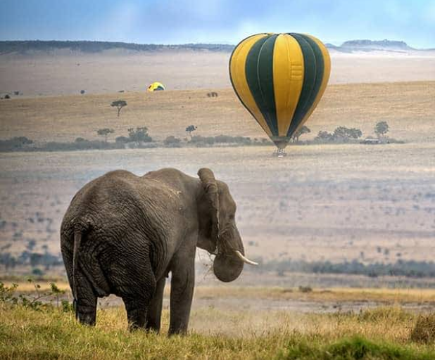 Safari Adventures