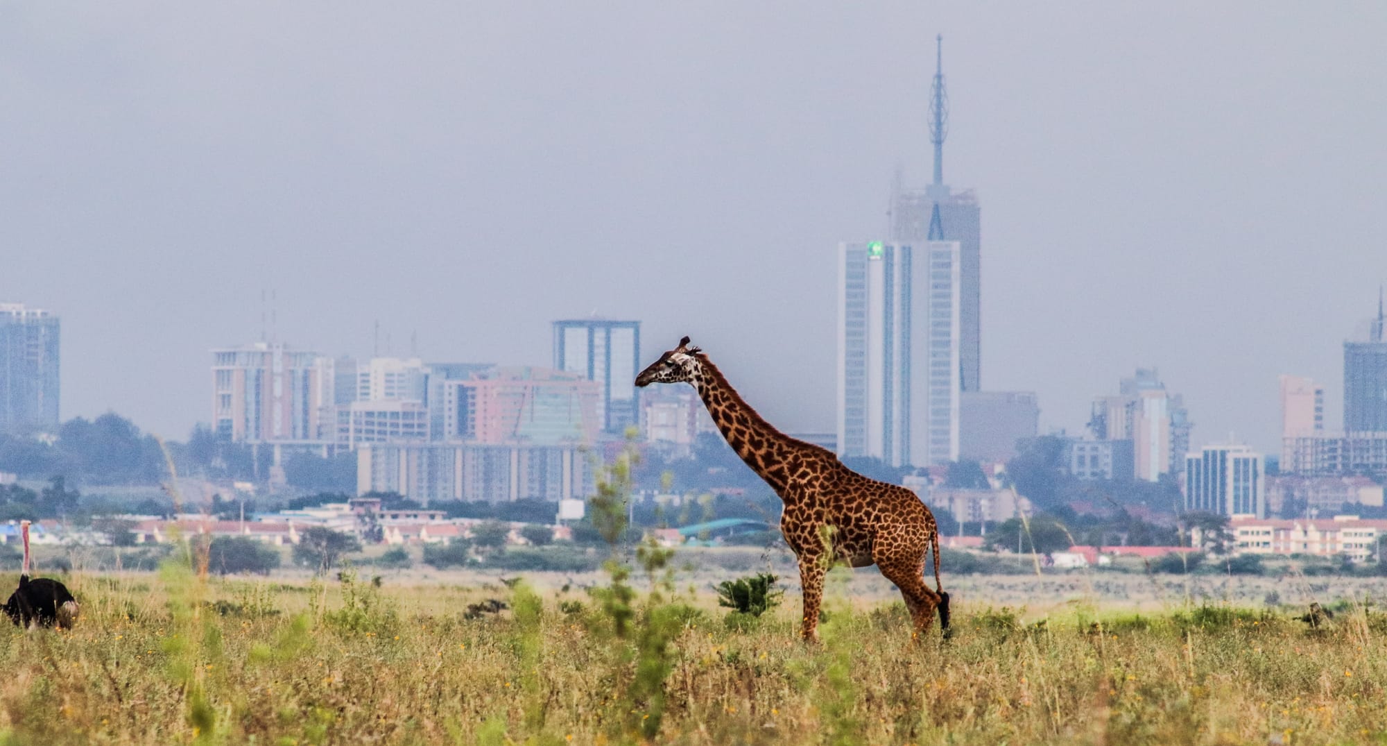 A Maasai giraffe stands in the savannah of Nairobi National Park with the city skyline and Britam Tower in the background