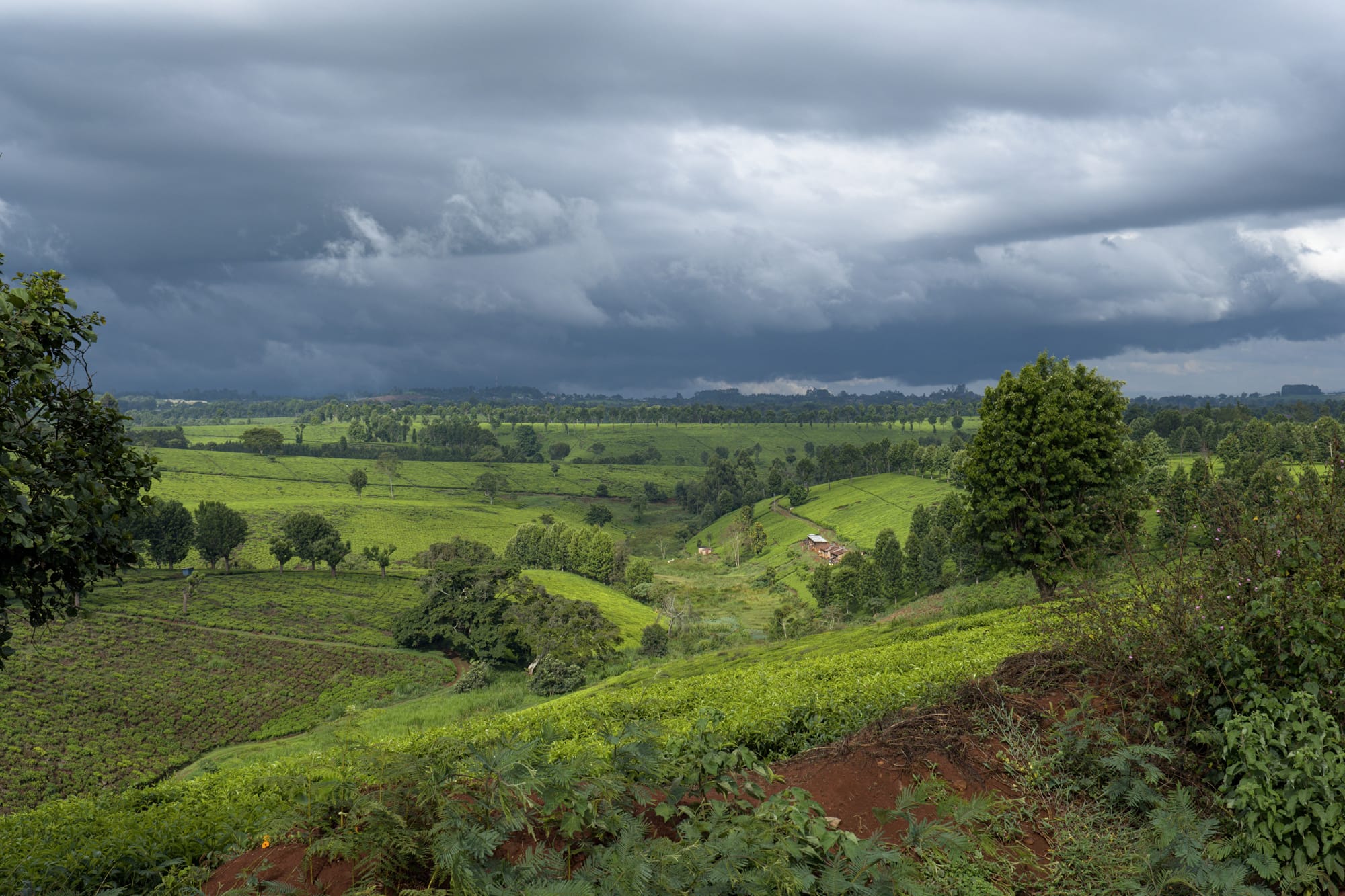 Rolling green tea plantations in the Limuru highlands outside Nairobi under a moody storm sky