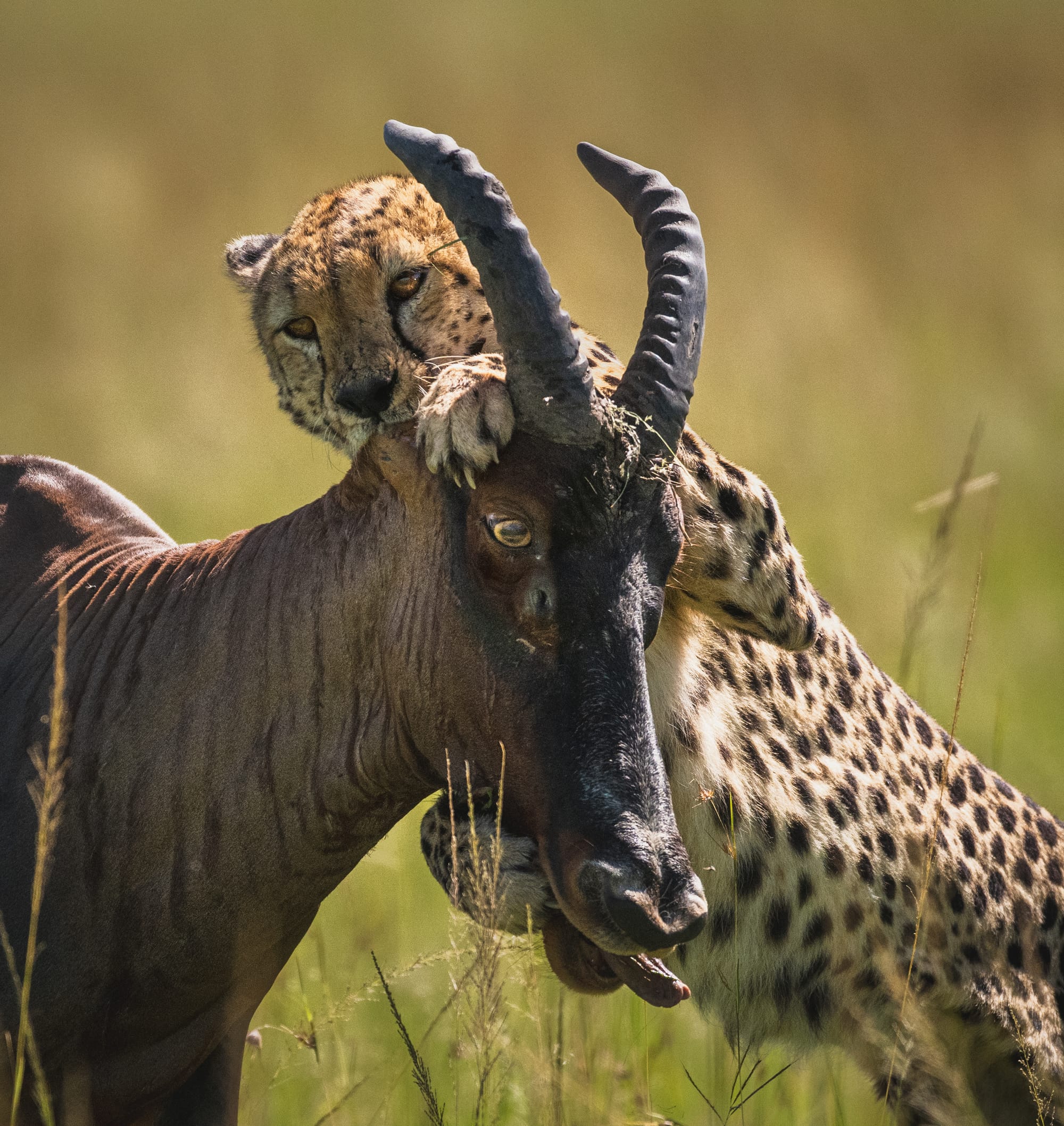A cheetah taking down a topi in the Masai Mara, Kenya