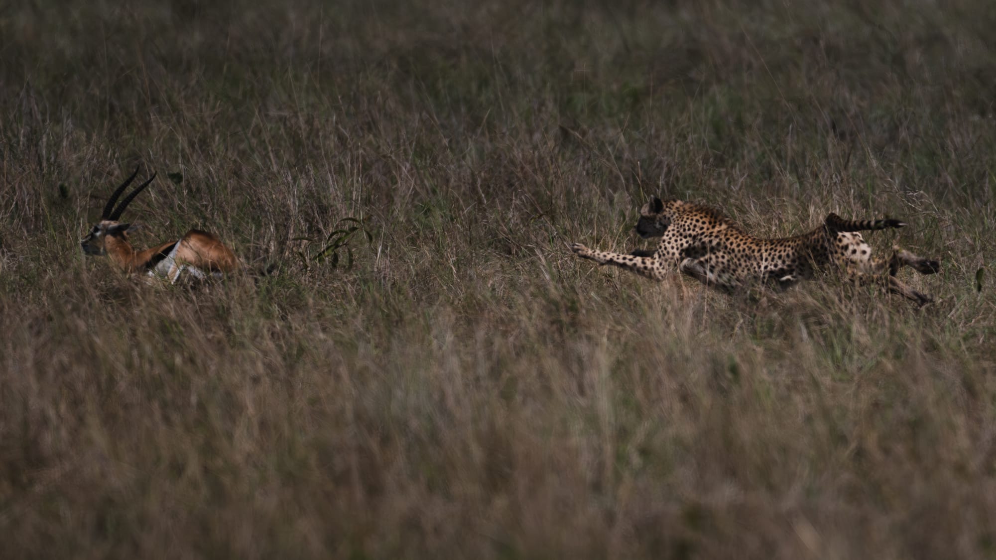 A cheetah at full sprint chasing a Thompson's gazelle through tall grass, Masai Mara