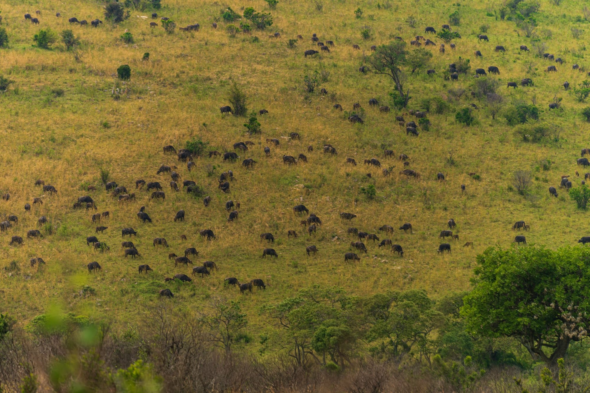 A herd of wildebeest grazing across a hillside in the Maasai Mara