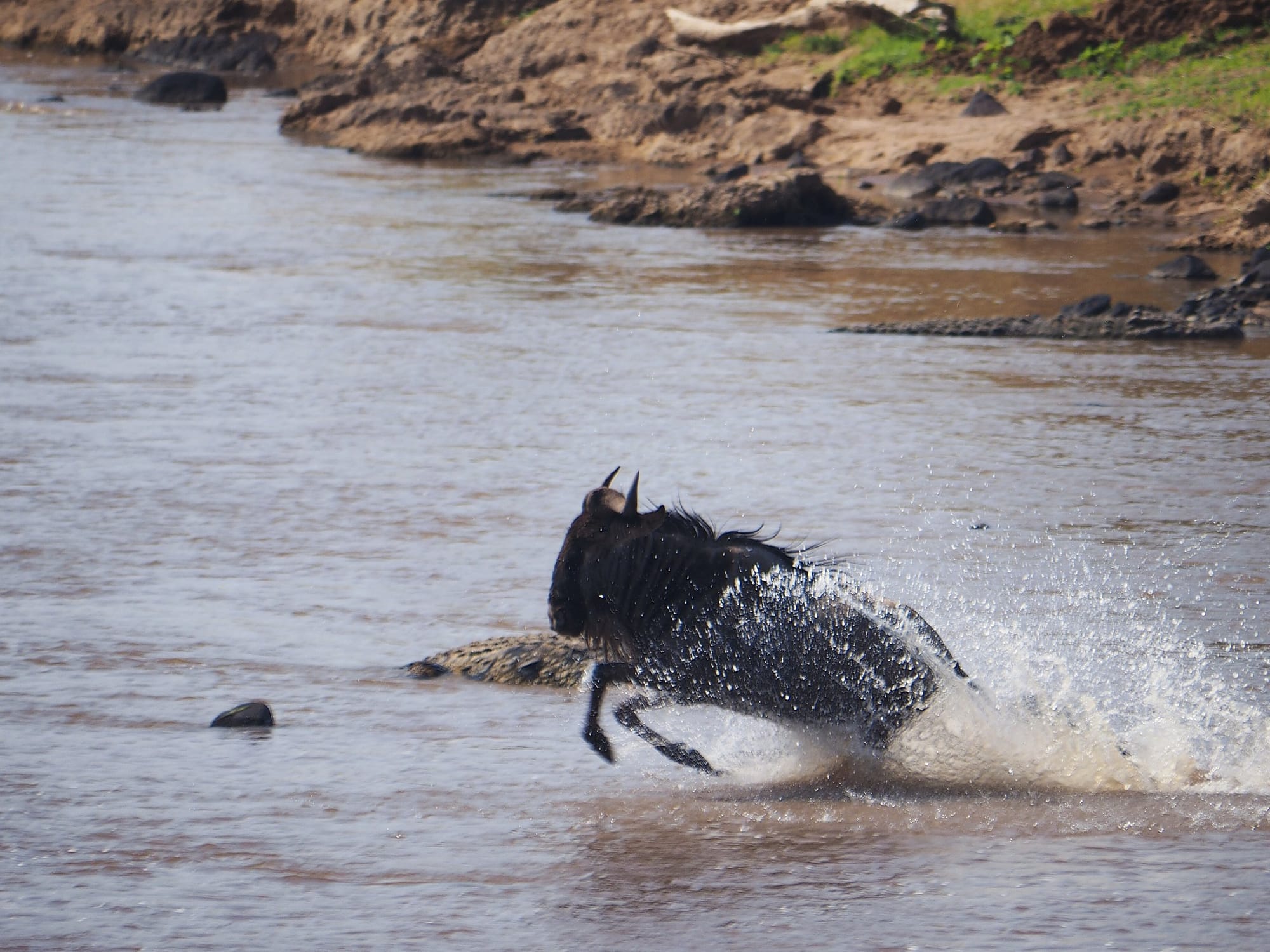 Wildebeest streaming across the Mara River in a single line