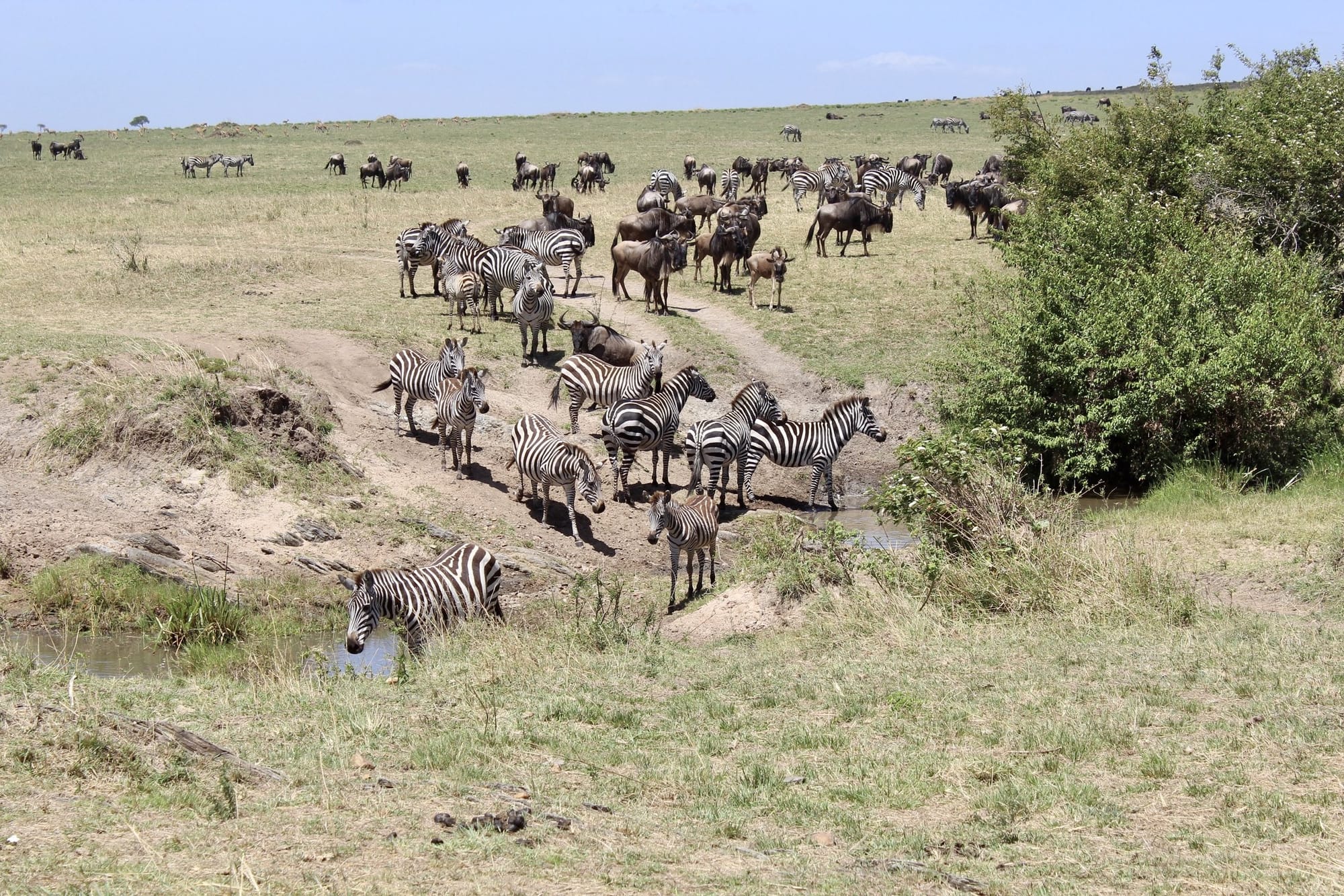 Zebra and wildebeest grazing together on the Maasai Mara plains