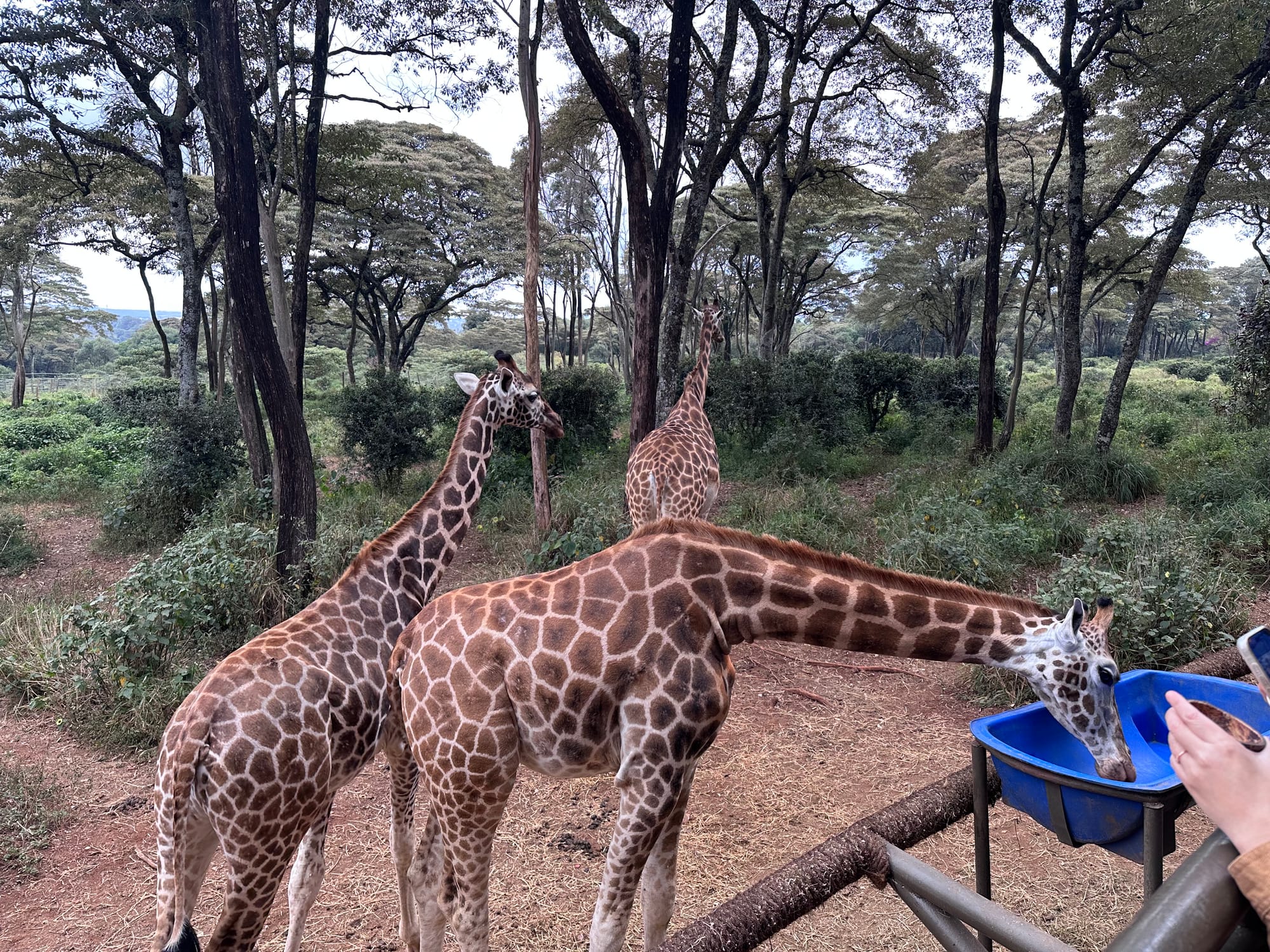 Visitors hand-feeding Rothschild giraffes from the raised platform at the Giraffe Centre in Karen, Nairobi