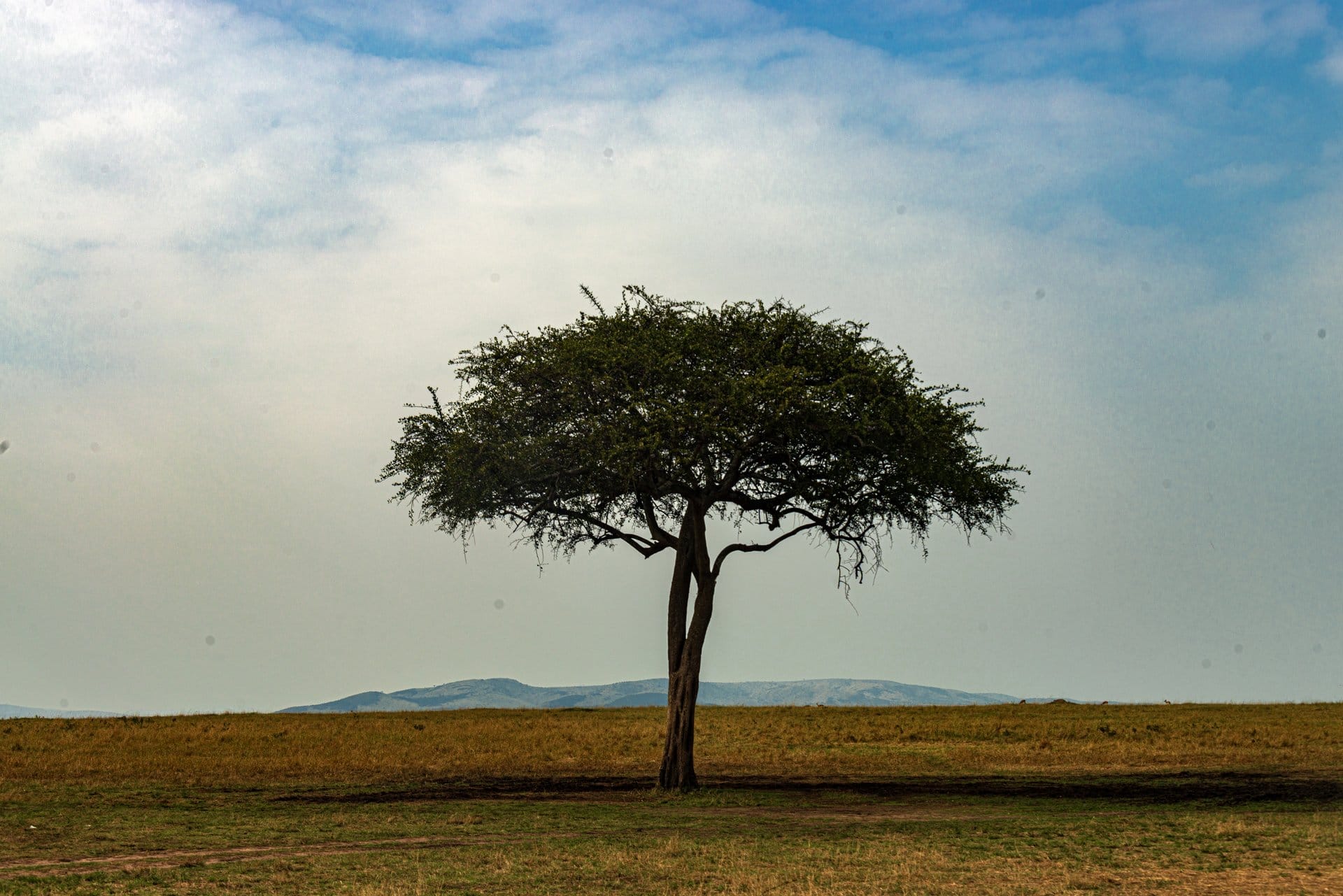 Open savannah and acacia trees in the Maasai Mara ecosystem