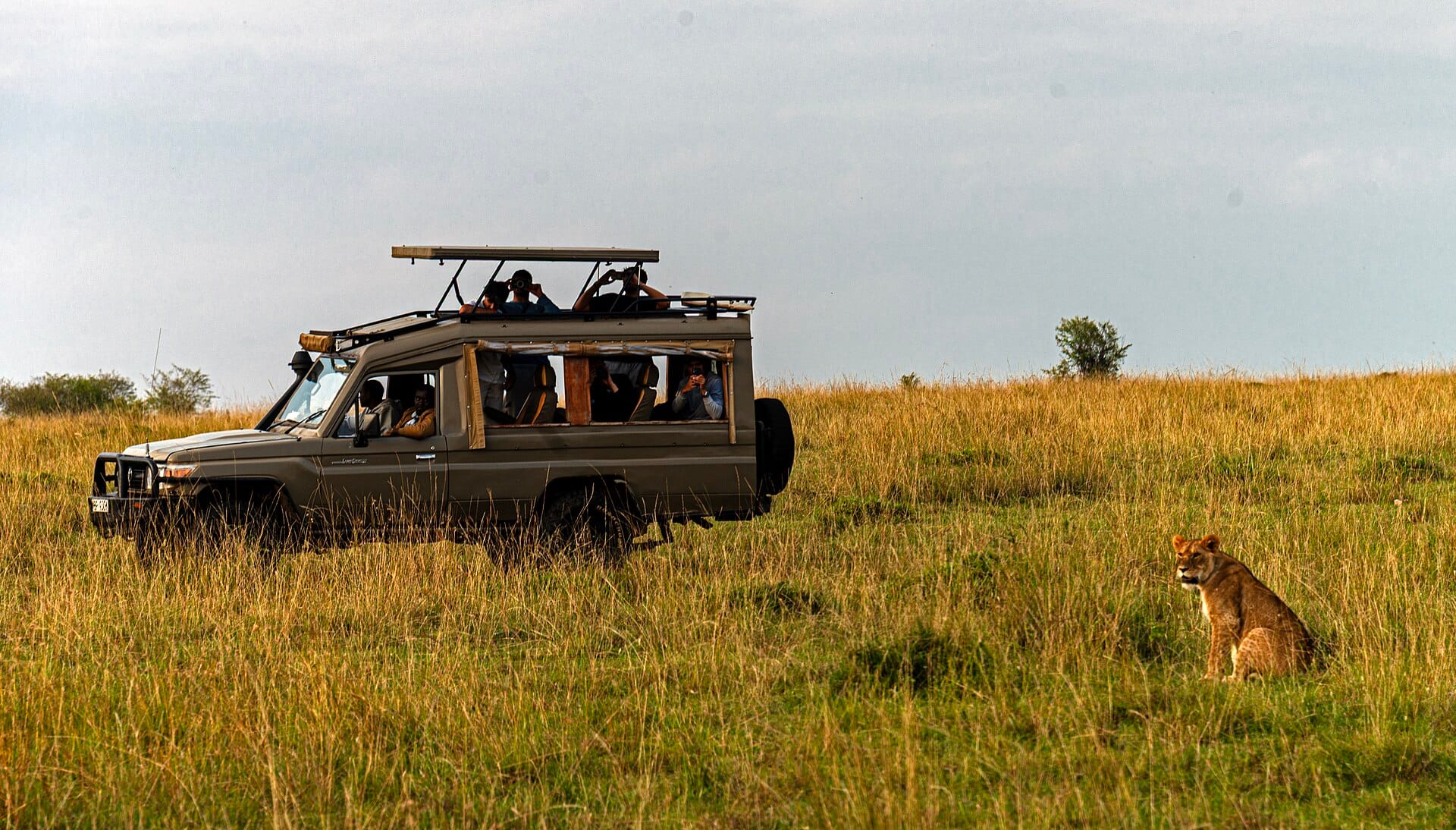 A lioness sitting in long grass a few metres from an open-sided safari Land Cruiser full of guests with binoculars and phones, Maasai Mara