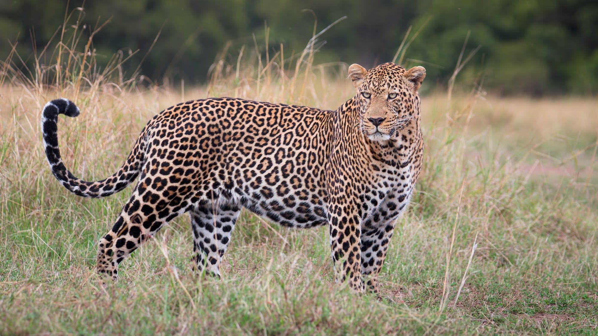 A male leopard standing in short grass in the Maasai Mara, looking at the camera