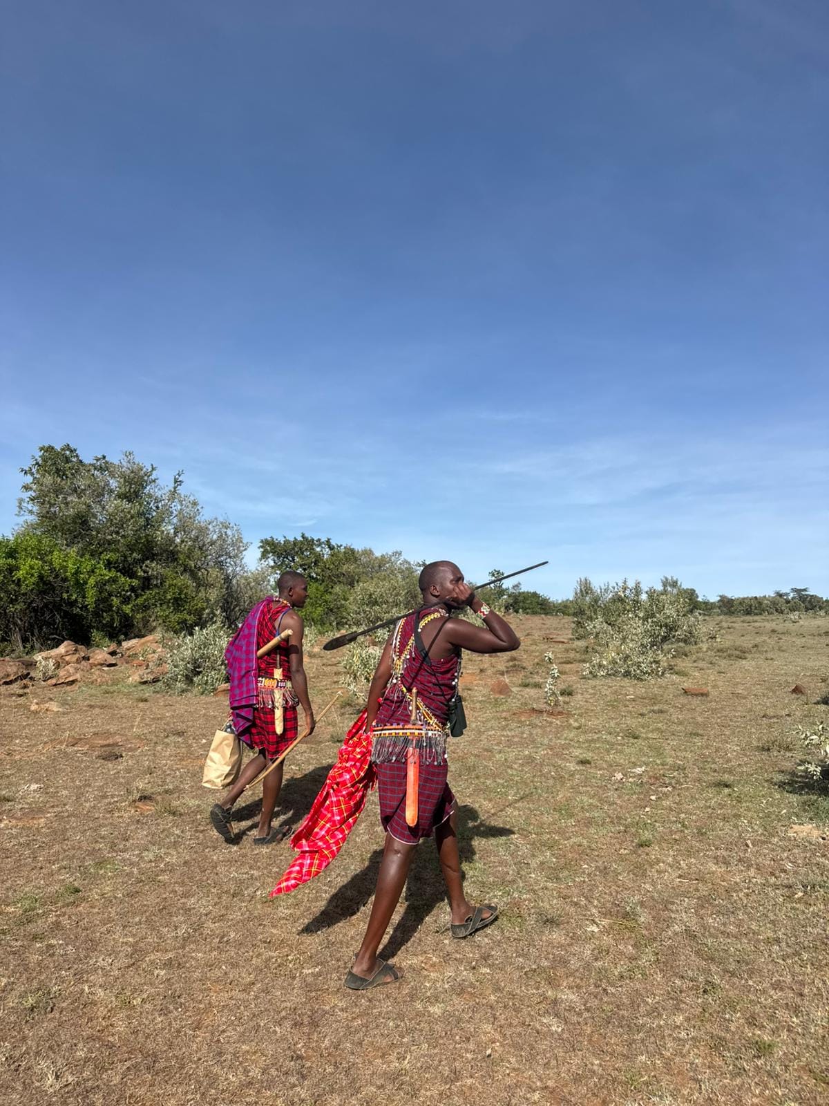 Two Maasai guides walking across open conservancy grassland near Sekenani, one carrying a spear, on a nature walk