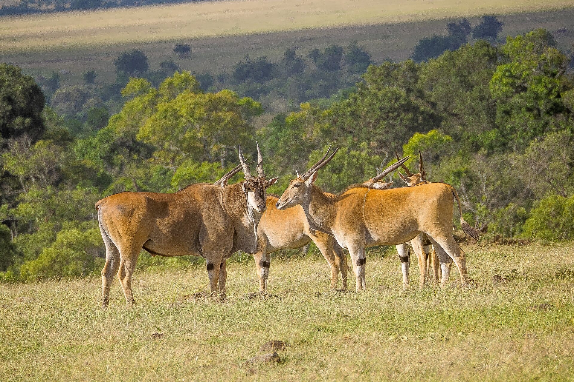 Un piccolo branco di eland comuni, l'antilope dalle corna a spirale, sull'erba del Maasai Mara
