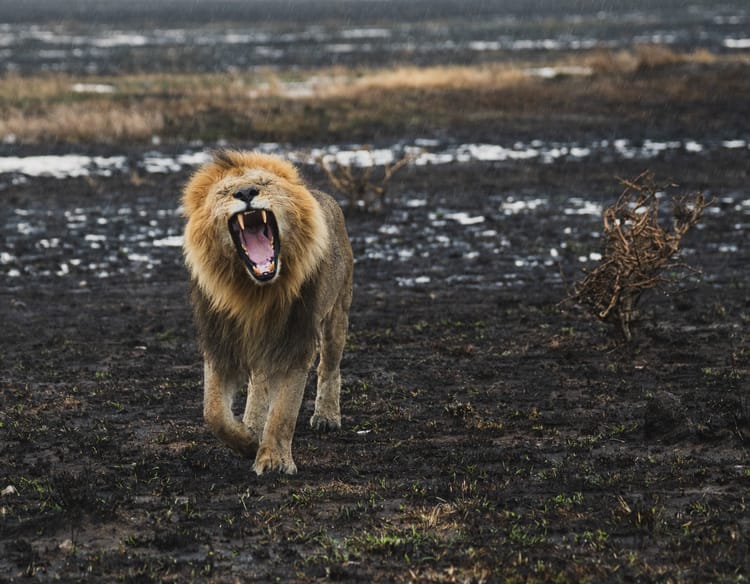 Waarom het Regenseizoen de Beste Tijd Kan Zijn om Masai Mara te Bezoeken