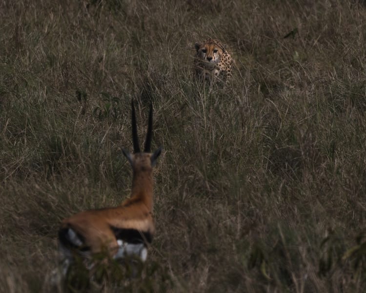 On safari, the animals are the only celebrities