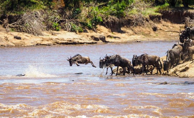 Nobody can tell you when the Great Migration will reach the Mara