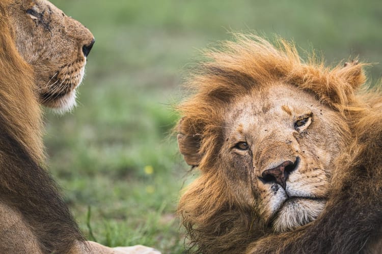 The Mara Hilltop team has started a Kenya tour company, RafikiGo