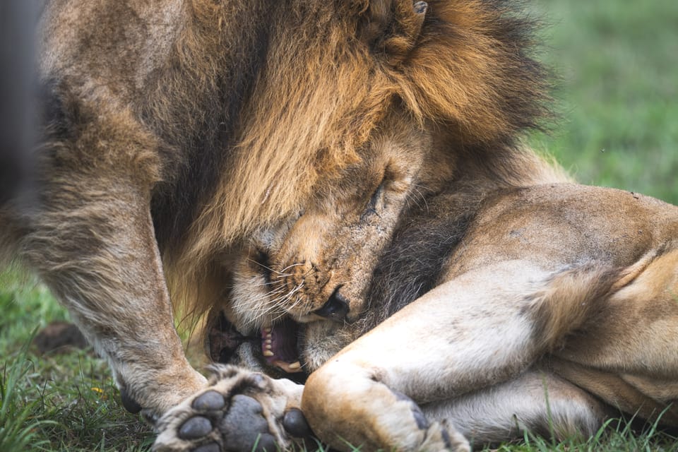 Your Super Simple Safari Cheat Sheet (Sound Like a Pro on Your First Kenyan Adventure)