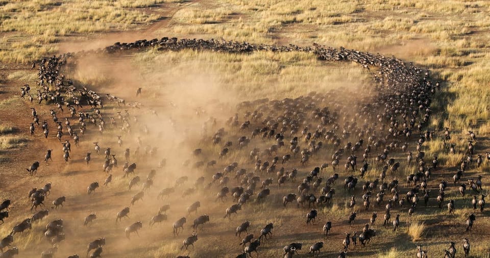 The Great Migration: Is it Worth the Hype? (Hint: Yes, Absolutely!)