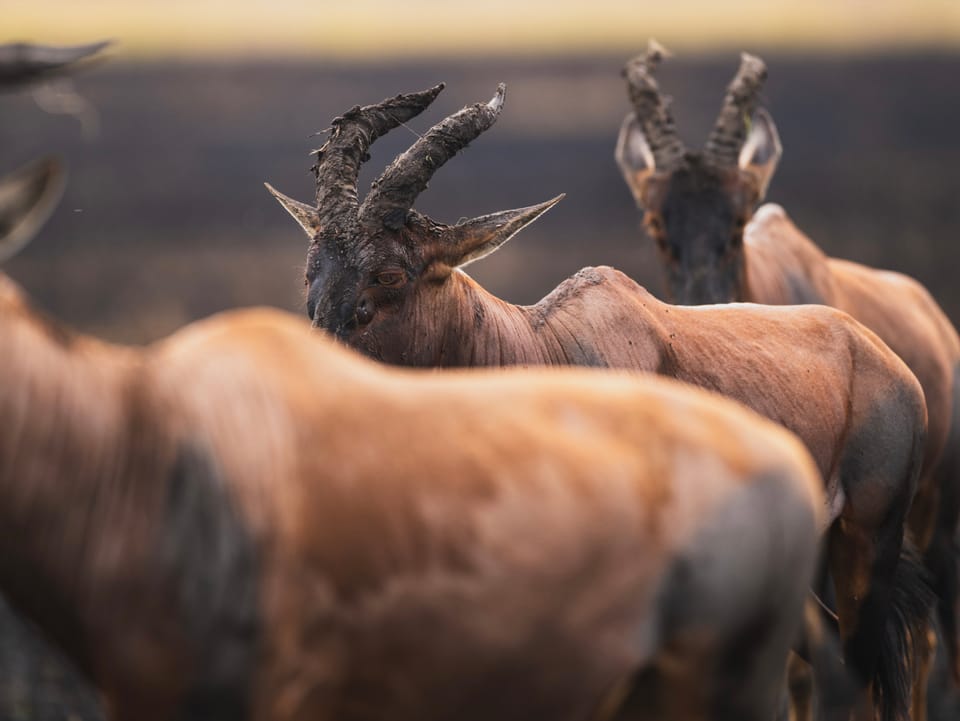 This Is Why It’s Crucial to Protect the Mara