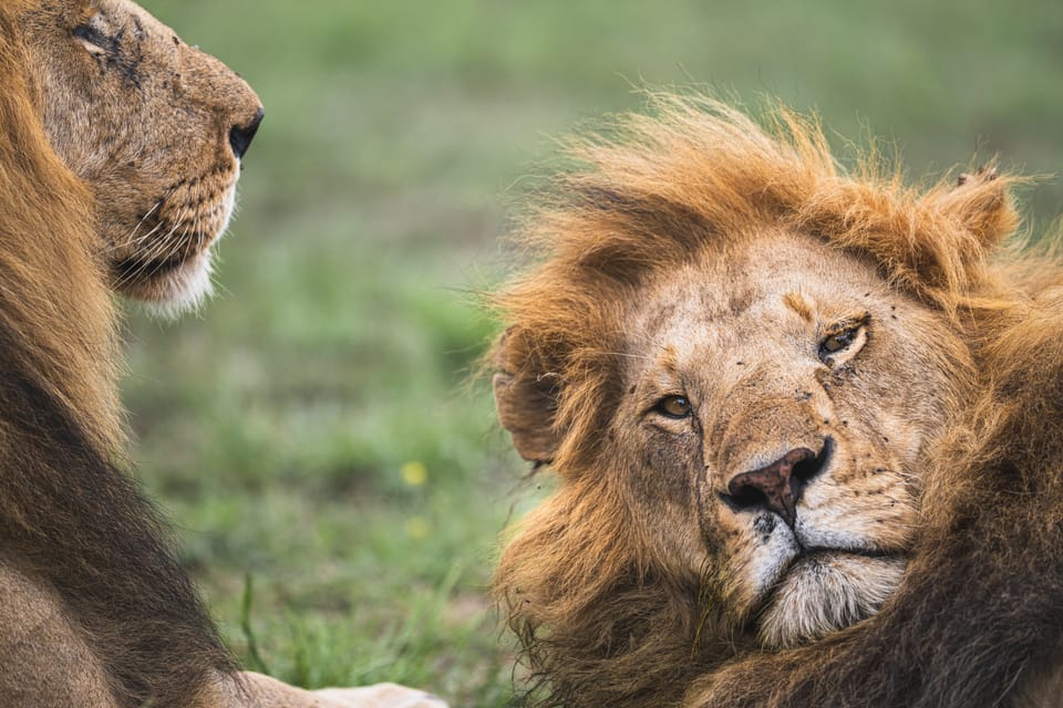 A Catty Countdown of the Mara’s Top Predators