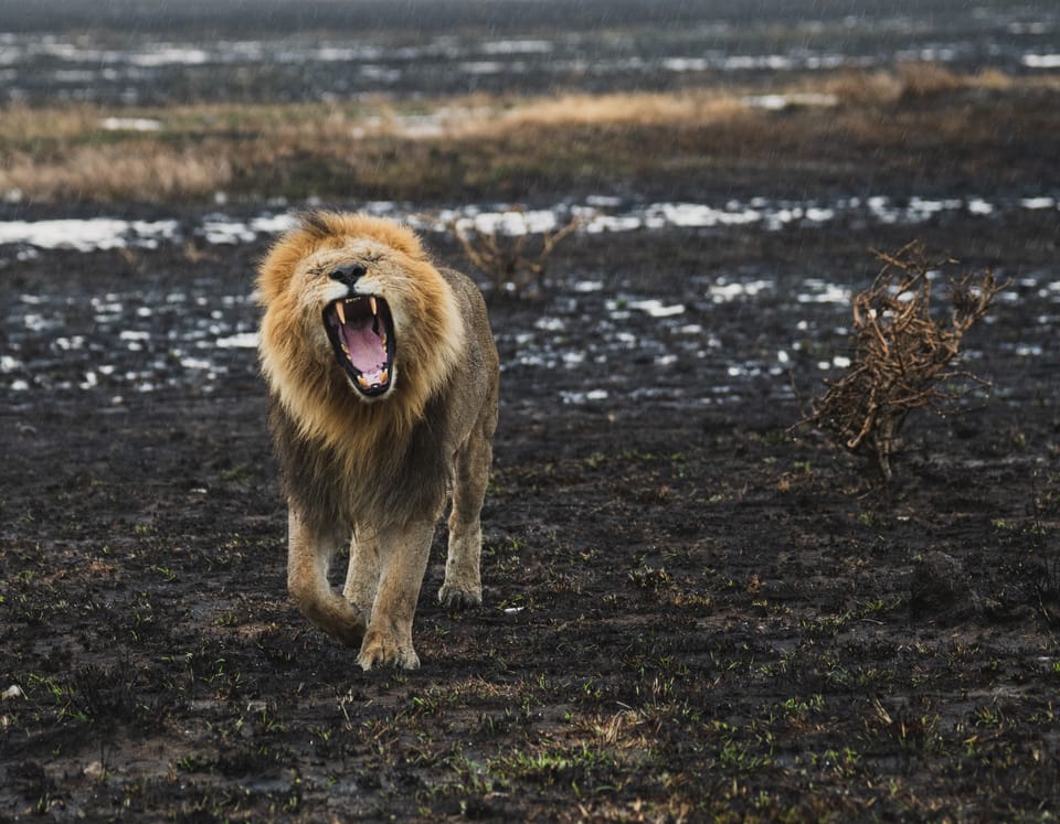 Perché la Stagione delle Piogge Potrebbe Essere il Momento Migliore per Visitare il Masai Mara