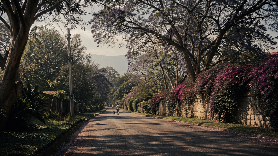 A quiet leafy residential street in Nairobi's Karen suburb at golden hour, with jacaranda blossoms and bougainvillea spilling over stone walls