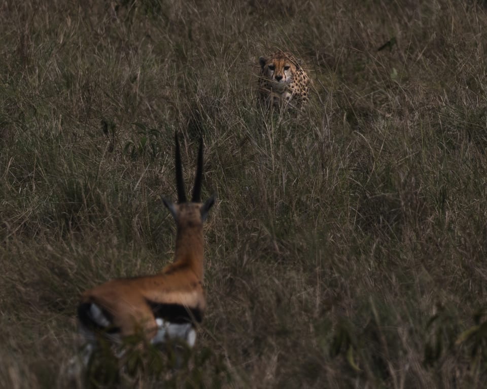 A cheetah hidden in tall grass watching a Thompson's gazelle that hasn't seen her yet, Masai Mara